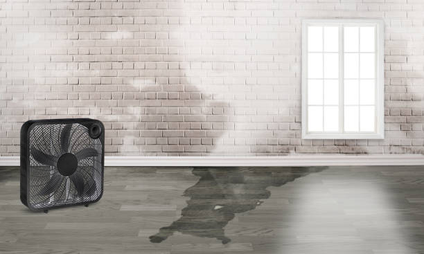 Best Professional water damage repair  in Orwigsburg, PA